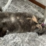 The Armour Dustproof Shockproof Tempered glass Metal Cover For iPhone photo review